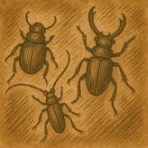 Three Beetles